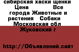 сибирская хаски щенки › Цена ­ 10 000 - Все города Животные и растения » Собаки   . Московская обл.,Жуковский г.